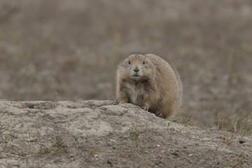 Black-tailed Prairie Dog in Theodore Roosevelt National Park North Dakota USA