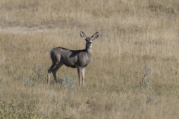 Mule (Black-tailed) deer fawn in Theodore Roosevelt National Park , North Dakota, USA