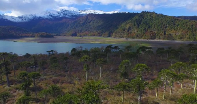 Aerial view of the endemic forest with a lagoon and mountains in the background at sunset