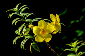 Beautiful Yellow Allamanda Flower