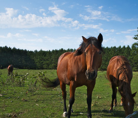 Naklejka na ściany i meble Brown bay horses at the horse farm in summer on sunny day