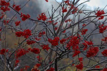 Vogelbeere - Herbst auf Korsika