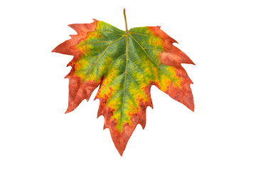 autumn leaf of maple isolated on white background