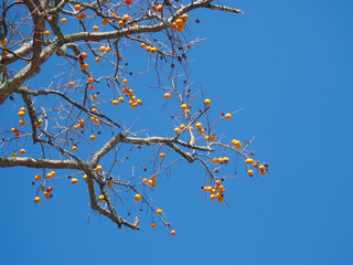 秋の空と柿の実