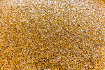 freshly harvested wheat in warehouse hall, quality control.