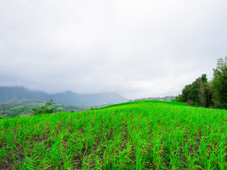 The Beautiful pasture on a refreshing day.