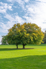 Herbstliche Bäume auf einer Wiese