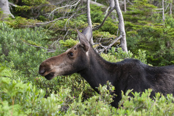 North American Moose in Baxter State Park Maine, USA
