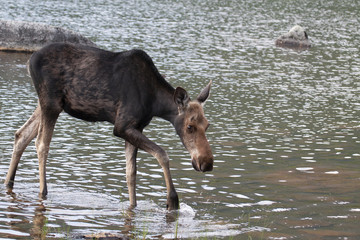 North American Moose in Baxter State Park Maine, USA