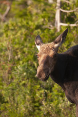 North American Moose in Baxter State Park Maine, USA