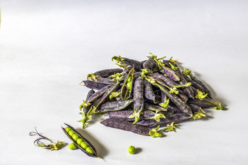 Harvested Purple Podded Dutch Organic peas on white background. The straight shelling peas are bright green, the purple pod is wrinkled. Hardy, annual Heirloom variety.