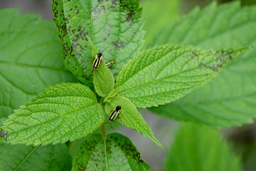 Four Lined Plant Bugs on Leaf