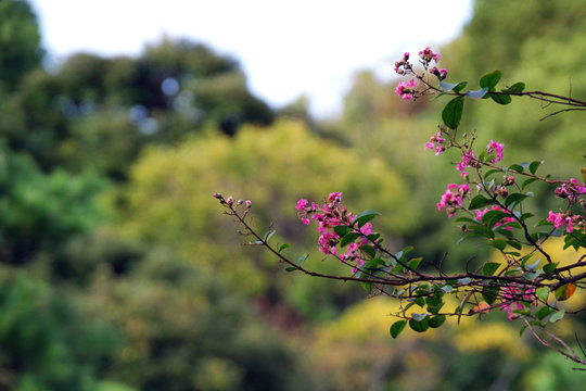 1 048 Best 百日紅 Images Stock Photos Vectors Adobe Stock