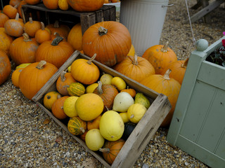 Autumn - harvest festival - Halloween - Thanks Giving: a colourful arrangement of pumpkin, marrow,...