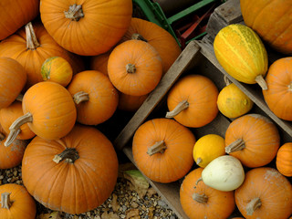 Autumn - harvest festival - Halloween - Thanks Giving: a colourful arrangement of pumpkin, marrow, gourdes and others.