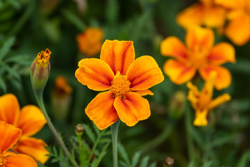 French Marigold Flowers in Bloom