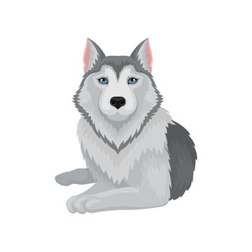 Flat vector icon of lying Siberian husky. Dog with gray coat and blue shiny eyes. Element for poster of zoo store or kennel club