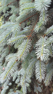 Fototapeta The branches of a tree. Paws of spruce . Christmas tree