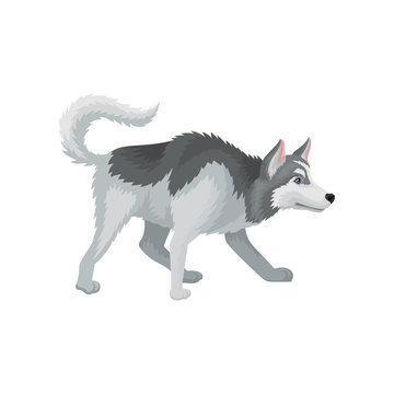 Flat vectir icon of playful Siberian husky. Adult domestic dog with gray coat and blue shiny eyes. Home pet. Human s best friend