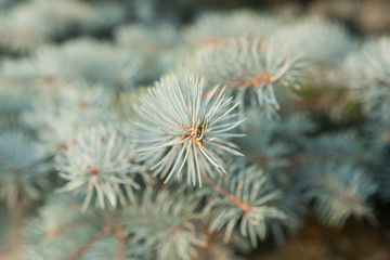 Naklejka na ściany i meble Green spruce branches as a textured background. Branch of blue spruce