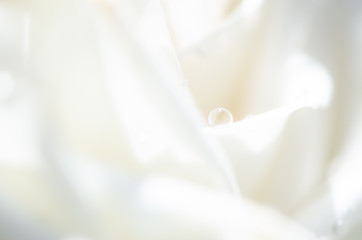 Macro Shot of water drop on white Rose,