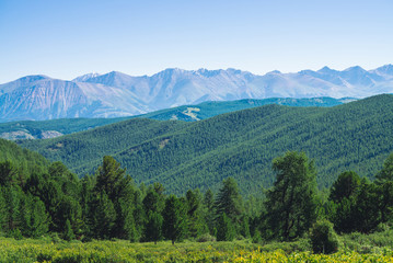 Conifer forest against hills with forest cover under giant mountains and glaciers. Snowy ridge under blue clear sky. Snow summit in highlands. Amazing atmospheric mountain landscape.