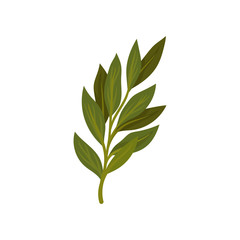 Branch of green bay leaves. Aromatic seasoning for dishes. Herb used in culinary. Flat vector for poster or recipe book