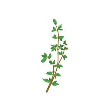 Small branch of fresh green thyme. Aromatic plant. Culinary herb with small leaves. Organic product. Flat vector icon