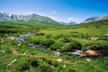 Fototapeta premium Mountain creek in green valley among rich vegetation of highland in sunny day. Big boulder in fast water from glacier under blue clear sky. Giant mountains with snow. Vivid landscape of Altai nature.