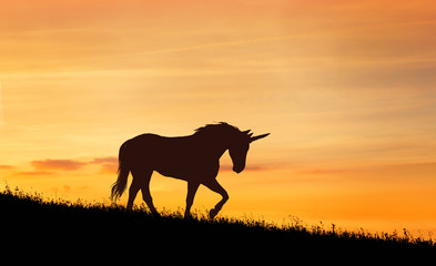 Unicorn silhouette at sunset © ginettigino