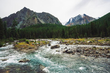 Fast water stream from glacier in wild mountain creek with stones in terrain of Shavlinsky Lakes in Altai. Landscape with brook, rich vegetation, forest and big snowy mountain on background.