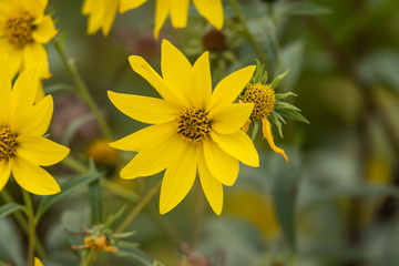 Giant Sunflower in Bloom