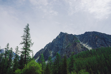 High pines against giant rocky mountain. Big rock. Coniferous trees close up. Conifer forest and rich vegetation of highlands. Glacier. Amazing atmospheric landscape of majestic nature of mountains.