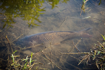 Carp Fish Swimming in Lake Redman in Loganville, Pennsylvania