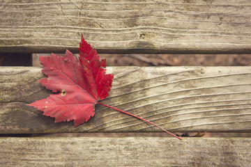 Red leaf on park bench during the fall. 