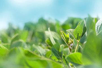 inflorescence of soybean on a soybean plant. The stem of a soy plant with flowers stretches toward the sky from the soybean field.