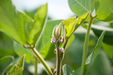 inflorescence of soybean on a soybean plant. The stem of a soy plant with flowers stretches toward the sky from the soybean field.