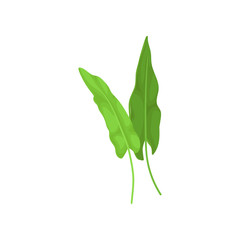 Two green leaves of rumex. Fresh herb. Edible plant used in culinary. Natural ingredient for dishes. Flat vector design
