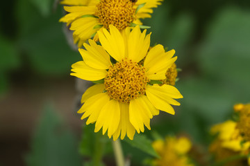 Golden Crownbeard Flower in Bloom