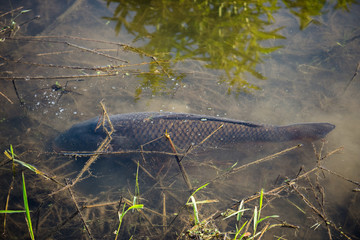 Carp Fish Swimming in Lake Redman in Loganville, Pennsylvania