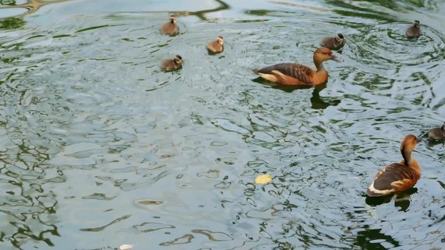 Two fulvus whistling duck mothers and their ducklings swimming. Taken at the Leipziger Zoo, Saxony, Germany.