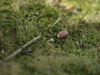 Eichel auf Moos