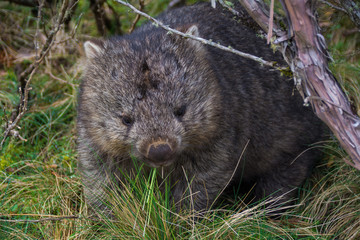 Wombat