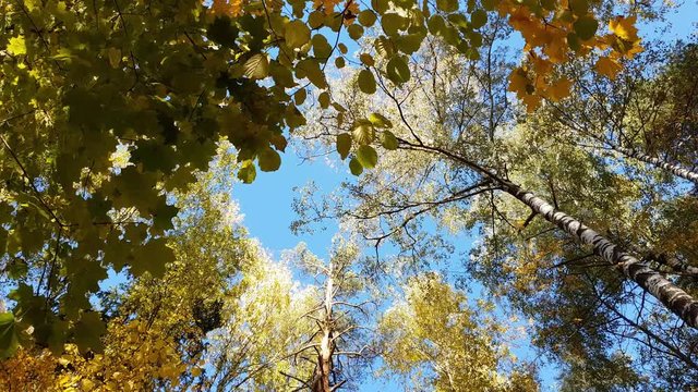 tree tops with yellow foliage against blue sky