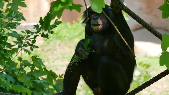 Male bonobo/pygmy chimpanzee eating grass (zoo).