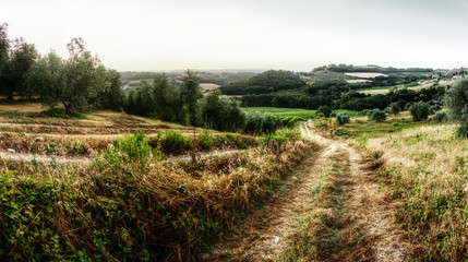 Fototapeta na wymiar Tuscan rural landscape, Montespertoli, administrative region of Florence