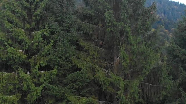 Forest. The mountains. Large green spruce. Shooting from the quadcopter.