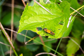 Goldenrod Soldier Beetle on Leaf