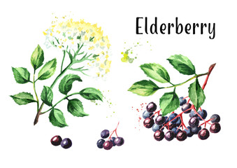 Elder flower blossom and elderberry set. Watercolor hand drawn illustration, isolated on white background