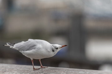 Black headed gull on a wall by the Thames looking curious